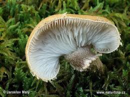 Attēlu rezultāti vaicājumam “Cystoderma amianthinum”