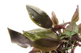 Attēlu rezultāti vaicājumam “Cryptocala chardinyi”