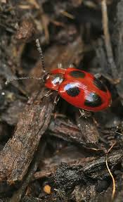 Attēlu rezultāti vaicājumam “Endomychus coccineus”