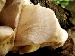 Attēlu rezultāti vaicājumam “Aurantiporus fissilis”