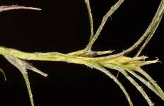 Attēlu rezultāti vaicājumam “Najas flexilis”