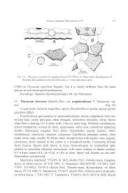 Attēlu rezultāti vaicājumam “Physarum pezizoideum spores”