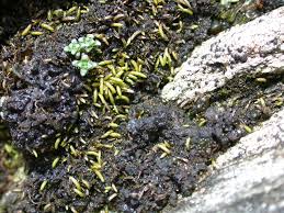 Attēlu rezultāti vaicājumam “Myurella julacea”