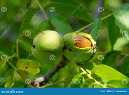 Attēlu rezultāti vaicājumam “Juglans regia fruit”