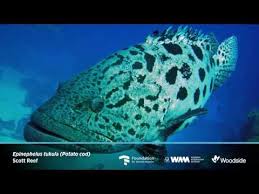 Image result for Epinephelus tukula