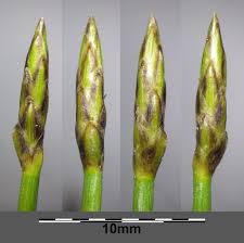 Attēlu rezultāti vaicājumam “Eleocharis uniglumis”