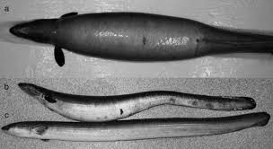 Image result for Anguilla rostrata