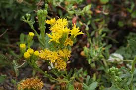 Attēlu rezultāti vaicājumam “Weissia squarrosa”