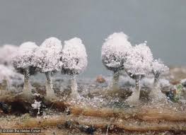 Attēlu rezultāti vaicājumam “Arcyria minuta stalked”