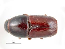 Attēlu rezultāti vaicājumam “Bitoma crenata imago”