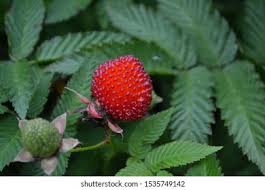 Attēlu rezultāti vaicājumam “Rubus illecebrosus fruit”