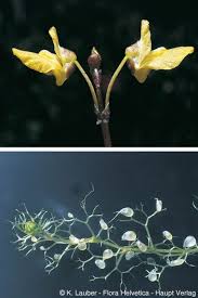 Attēlu rezultāti vaicājumam “Utricularia minor”