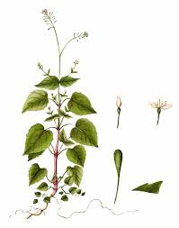 Attēlu rezultāti vaicājumam “Circaea alpina”