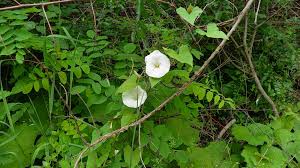 Attēlu rezultāti vaicājumam “Calystegia sepium fruit”