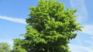 Attēlu rezultāti vaicājumam “Tilia cordata”