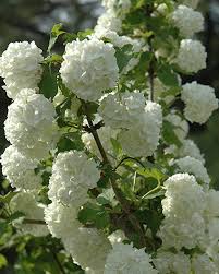 Attēlu rezultāti vaicājumam “Viburnum opulus flower”
