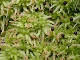 Attēlu rezultāti vaicājumam “Sphagnum balticum”