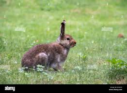 Attēlu rezultāti vaicājumam “Lepus timidus”