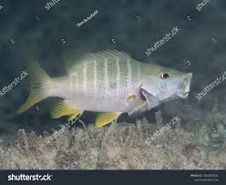 Image result for Lutjanus apodus