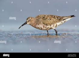 Attēlu rezultāti vaicājumam “Calidris ferruginea”