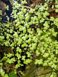 Attēlu rezultāti vaicājumam “Lemna gibba”