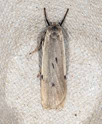 Attēlu rezultāti vaicājumam “Pelosia muscerda”