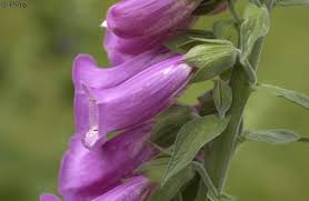 Image result for Fingerhut rot