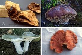 Attēlu rezultāti vaicājumam “Postia”
