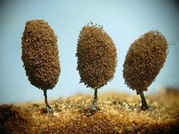 Attēlu rezultāti vaicājumam “Comatricha pulchella”