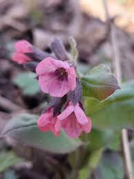 Attēlu rezultāti vaicājumam “Pulmonaria obscura flower”