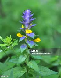 Attēlu rezultāti vaicājumam “Melampyrum nemorosum”