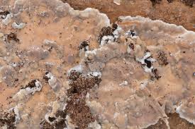 Attēlu rezultāti vaicājumam “Peniophora laurentii”