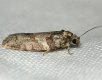 Attēlu rezultāti vaicājumam “Eana incanana”