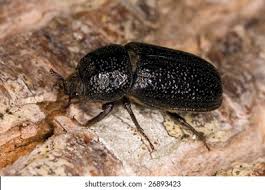 Attēlu rezultāti vaicājumam “Sinodendron cylindricum female”