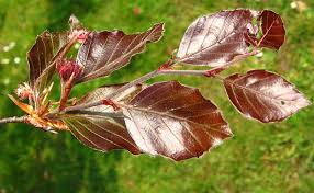 Attēlu rezultāti vaicājumam “Fagus sylvatica leaf”