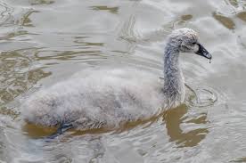 Attēlu rezultāti vaicājumam “Cygnus cygnus juvenile”