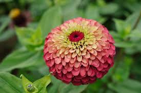 Image result for Zinnia elegans