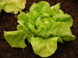 Image result for Kopfsalat