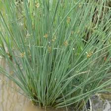 Attēlu rezultāti vaicājumam “Juncus inflexus”