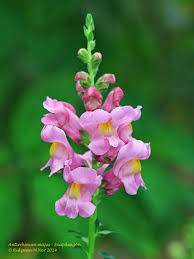 Attēlu rezultāti vaicājumam “Antirrhinum majus flower”