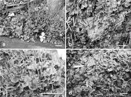Attēlu rezultāti vaicājumam “Phaeoceros laevis subsp. carolinianus”