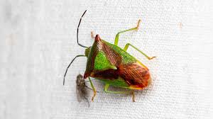 Attēlu rezultāti vaicājumam “Acanthosoma haemorrhoidale”