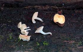 Attēlu rezultāti vaicājumam “Hymenoscyphus calyculus”