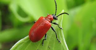 Attēlu rezultāti vaicājumam “Adoxus obscurus”