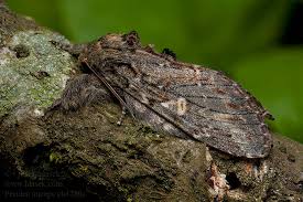 Attēlu rezultāti vaicājumam “Peridea anceps”