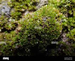 Attēlu rezultāti vaicājumam “Syntrichia latifolia”