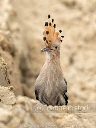 Attēlu rezultāti vaicājumam “Upupa epops adult”