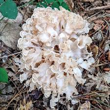 Attēlu rezultāti vaicājumam “Tubifera magna young”