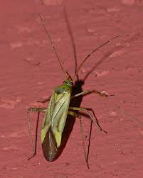 Attēlu rezultāti vaicājumam “Adelphocoris quadripunctatus imago”