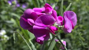 Attēlu rezultāti vaicājumam “Lathyrus latifolius fruit”
